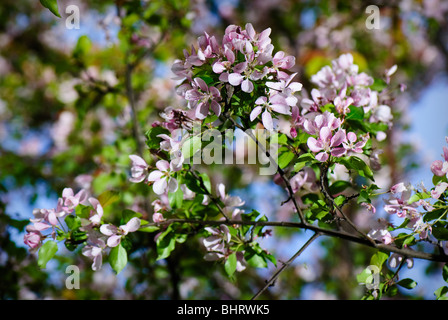 Rosa fiori di fioritura in Ottawa, Ontario, Canada. Foto Stock