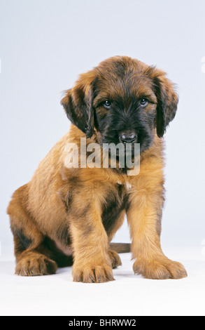 Briard - cane cucciolo - seduta - tagliare Foto Stock