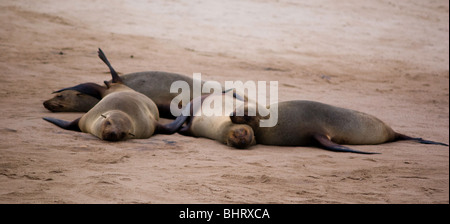 Capo le foche distesi sulla sabbia di Cape Cross, Skeleton Coast, Namibia Foto Stock