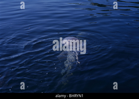 Di IRRAWADDY DOLPHIN Foto Stock