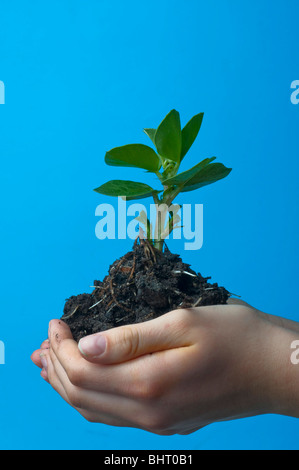 Fava piantina in mani femminili contro sfondo blu Foto Stock