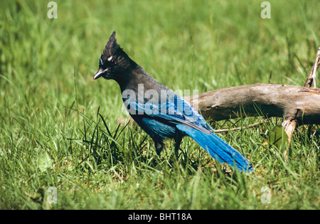 Steller Jay - in piedi sul prato / Cyanocitta stelleri Foto Stock