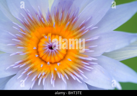 Capo Blu Ninfea Bianca (Nymphaea capensis) Foto Stock