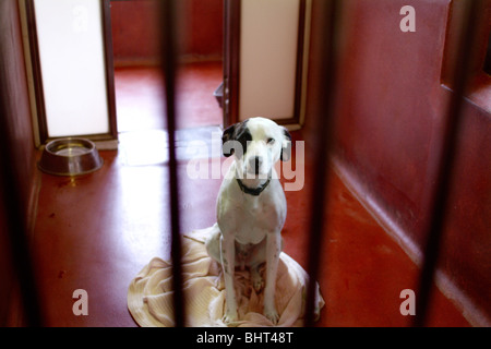 Un cane guardando attraverso le sbarre di un canile Foto Stock