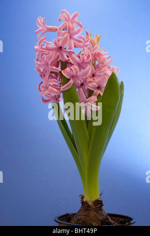 Giacinto perla rosa hyacinthus orientalis cultivar Foto Stock