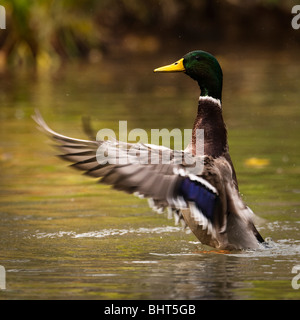 Il Germano Reale di volo di acqua Foto Stock