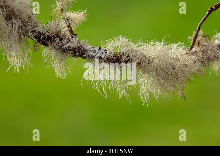 Barba del vecchio Foto Stock