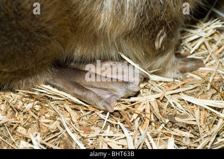 Castoro europeo (Castor fiber). Mostra il piede posteriore adattamento del nastro tra le dita dei piedi per il nuoto. Foto Stock