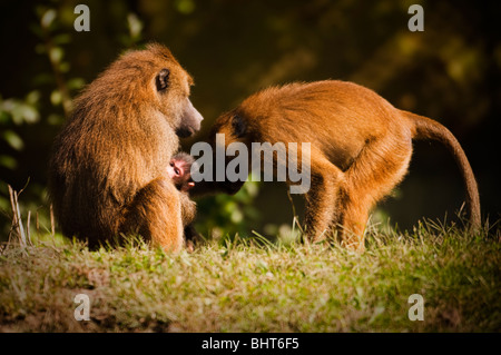 Il babbuino del bambino Foto Stock