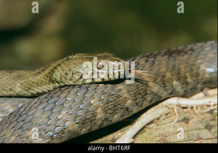 Biscia tassellata - guizzanti la sua linguetta / Natrix tessellata Foto Stock