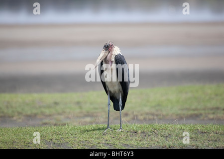 Marabou stork Leptoptilus crumeniferus permanente sulla pianura vicino al bordo delle acque in Tanzania Africa orientale Foto Stock