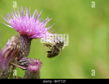 Close-up di bee seduta su di rosa fiori di campo Foto Stock