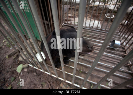Caged Asian black bear nella zona soggiorno tra le prestazioni per i turisti in Yunnan National Park, Xinshuangbanna, Cina Foto Stock