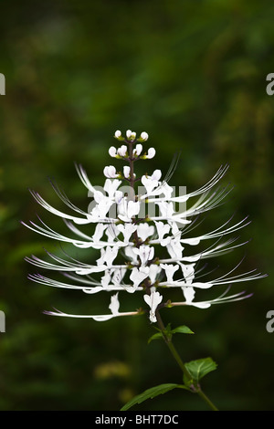 Gatto baffi flower - Hawaii Foto Stock