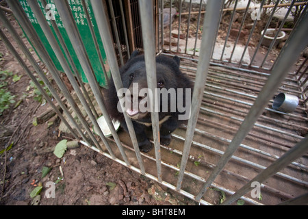 Caged Asian black bear nella zona soggiorno tra le prestazioni per i turisti in Yunnan National Park, Xinshuangbanna, Cina Foto Stock