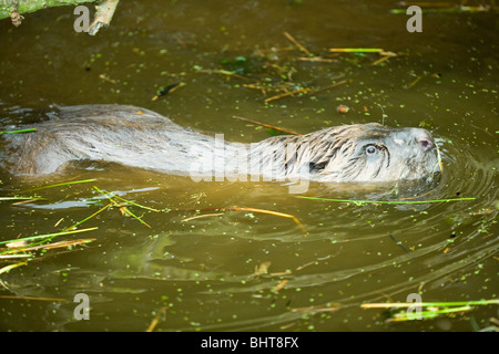 Castoro europeo (Castor fiber). Nuotare sulla superficie, avendo appena alimentato sul lettore RUSH (Juncus sp.). Foto Stock