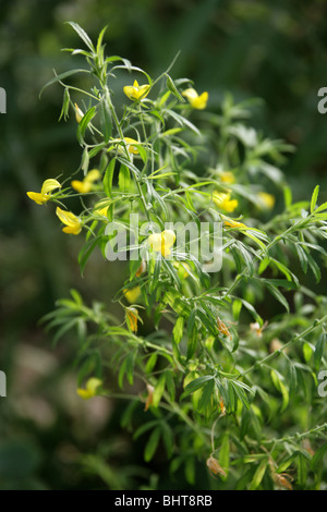 Grande giallo Ononide, Ononis natrix subsp. angustissima, Fabaceae (Leguminosae), Isole Canarie Foto Stock