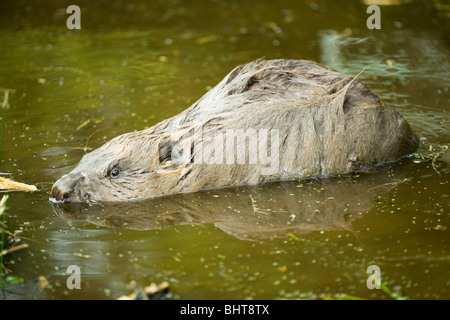 Castoro europeo (Castor fiber). Animale circa a venire fuori sulla terra, con rivestimento ad umido, ancora a scrollarsi di dosso l'acqua. Foto Stock