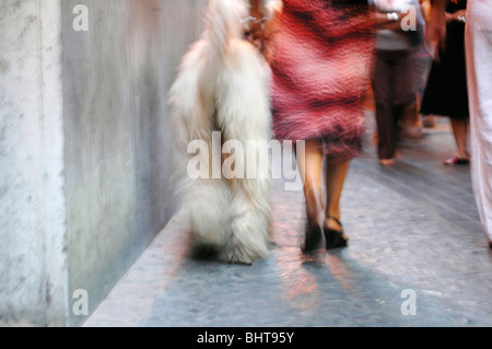 Signora camminando big cane bianco in city centre street Foto Stock