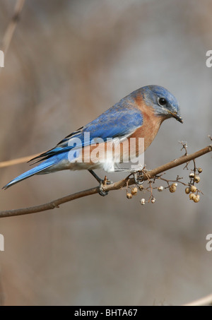 Eastern Bluebird (maschio) mangiare semi da un vitigno Foto Stock