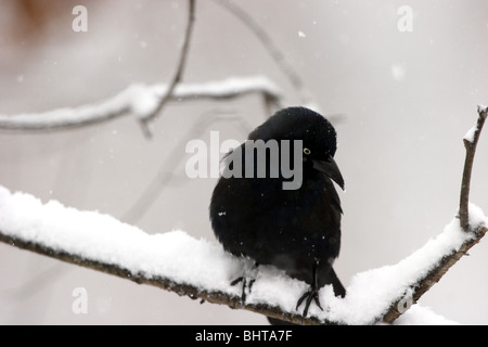 Barca-tailed Grackle nella tempesta di neve (Quiscalus major) Foto Stock