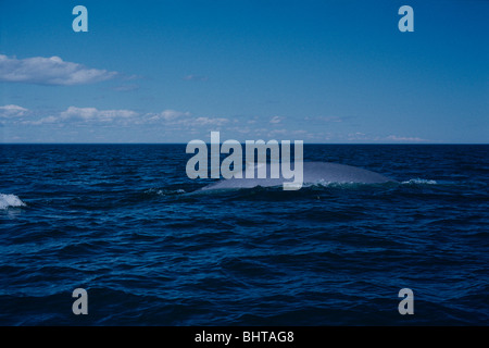 Balena Blu, CANADA Foto Stock