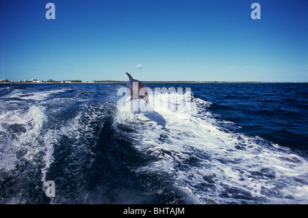 Il tursiope o delfino maggiore onda di equitazione, Grand Bahama, MAR DEI CARAIBI Foto Stock