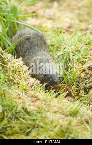 Acqua Vole (Arvicola amphibius). All'aperto ma cerca di coprire. Foto Stock