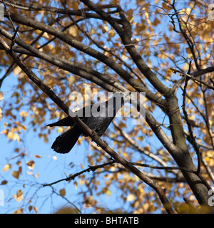 Adulto Rook (Corvus frugilegus) in un habitat naturale. Fotografia della fauna selvatica. Foto Stock