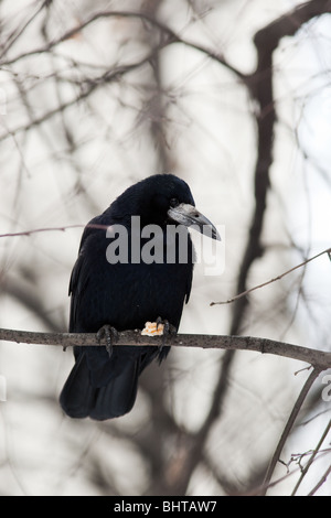 Adulto Rook (Corvus frugilegus) in un habitat naturale. Fotografia della fauna selvatica. Foto Stock