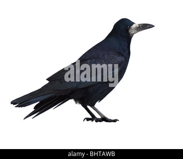 Adulto Rook (Corvus frugilegus) davanti a uno sfondo bianco. Foto Stock