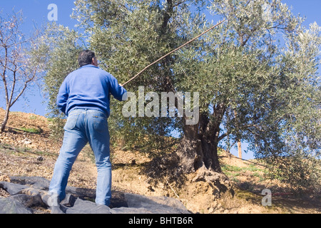 Lavoratore la raccolta delle olive da albero di olivo nella regione di Axarquia di Andalusia, Spagna. Foto Stock