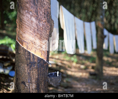 La raccolta di sap da albero di caucciù, piantagione di gomma, Phuket, Tailandia Foto Stock