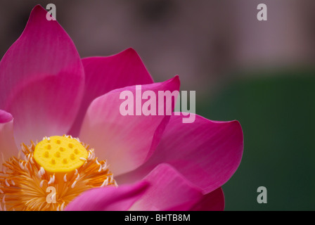Close-up di fiore di loto Foto Stock