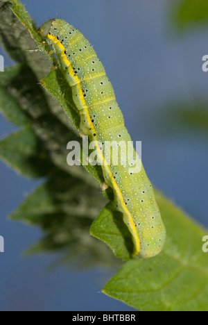 Caterpillar del brillante-la linea marrone-eye moth, noto anche come il pomodoro tarma (Lacanobia oleracea) Foto Stock