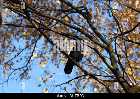 Adulto Rook (Corvus frugilegus) in un habitat naturale. Fotografia della fauna selvatica. Foto Stock