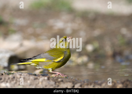 Verdone europeo (Carduelis chloris) arroccato da bere acqua Foto Stock