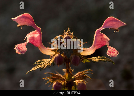 Avvistato Dead-ortica (Lamium maculatum) Foto Stock