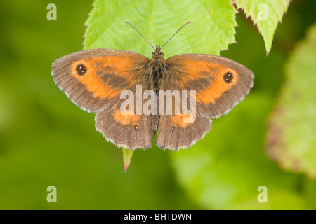 Farfalla di gatekeeper Foto Stock