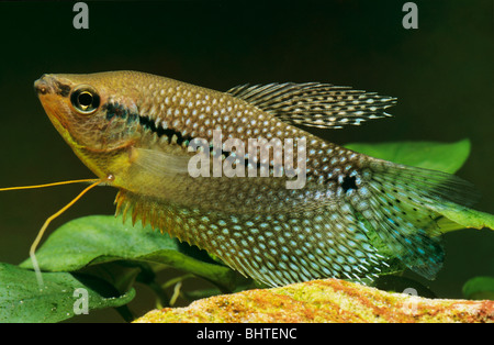 Gourami a tre punti (Trichopodus trichopterus). Pesce singolo in un acquario Foto Stock