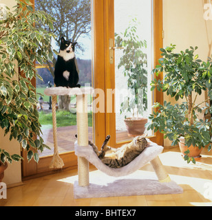 Due gatti domestici su scatching postr Foto Stock