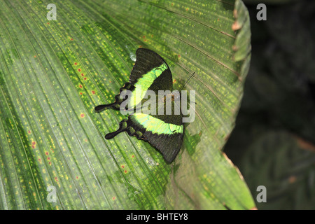 Verde-nastrare coda forcuta Butterfly papilio palinurus sulla lamina Foto Stock