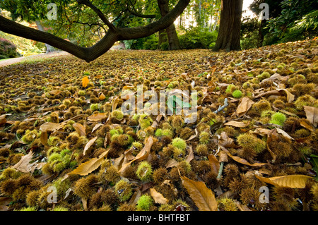 Le castagne cadute a terra in autunno, Surrey, Regno Unito Foto Stock