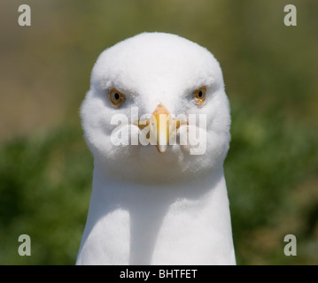 Un adulto aringa gabbiano Foto Stock