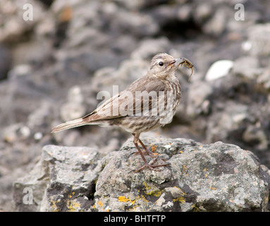 Un rock pipit con il cibo nel becco Foto Stock