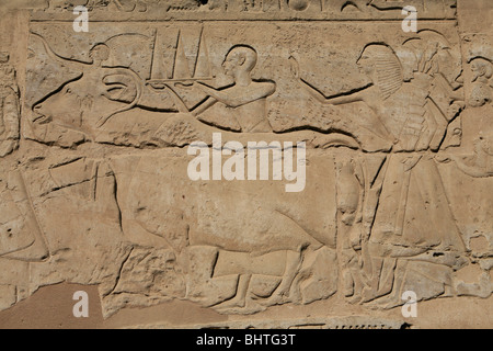 Immagine in rilievo del bull-API di divinità sulle pareti del tempio di Luxor a Luxor, Egitto Foto Stock