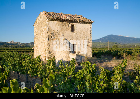 Vigneti e cabanon, Comtat Venaissan, Le Barroux, Vaucluse Provence, Francia Foto Stock