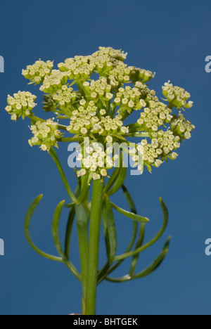 Samphire, rock samphire o il finocchio di mare (Crithmum maritimum) Foto Stock