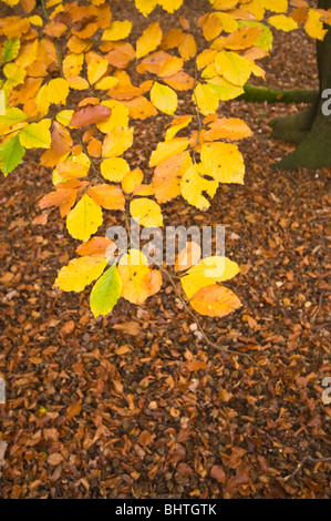 Belle Foglie di autunno, Surrey, Regno Unito Foto Stock