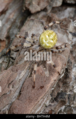 Orb web spider, Araneus quadratus Foto Stock